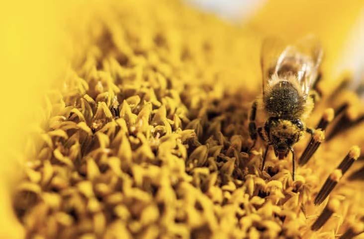 syngenta_uk_package_1123.jpg