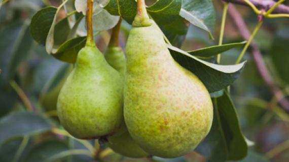 Pears