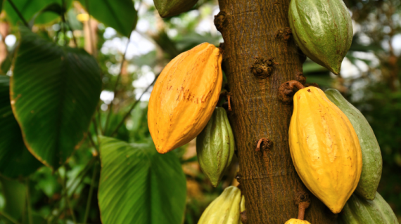 cocoa