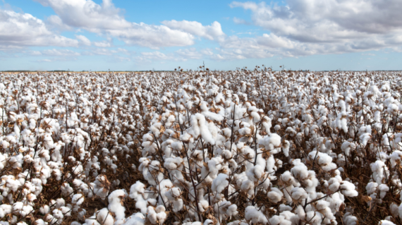 coton
