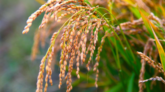 Riz