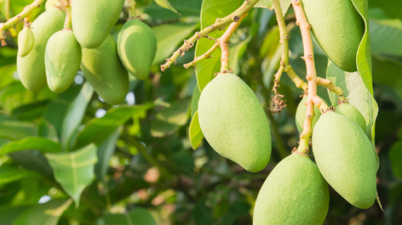 Mangue