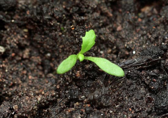Groundsel maize weed