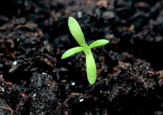 Mayweed maize weed