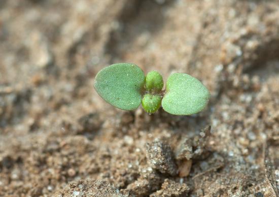 Speedwell common field maize weed