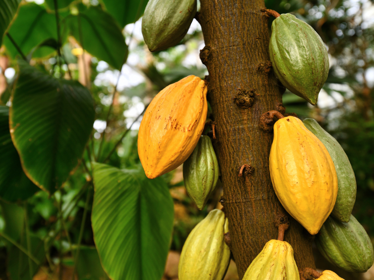 cocoa