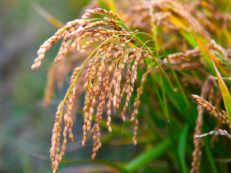 Riz