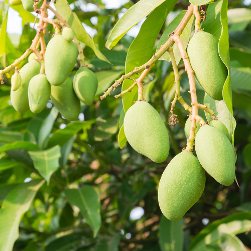 Mangue