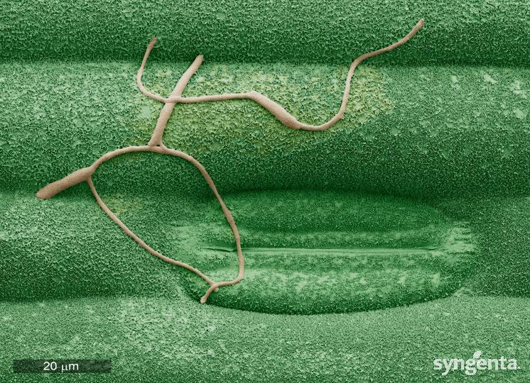 Solatenol Septoria on wheat day 1