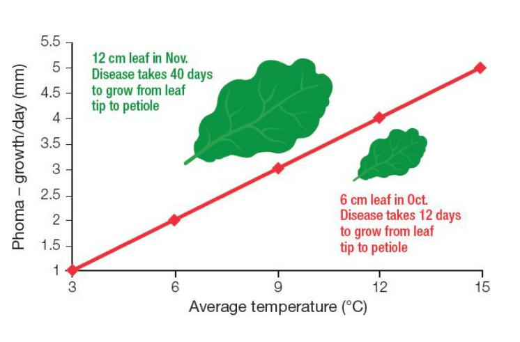 OSR leaf graph