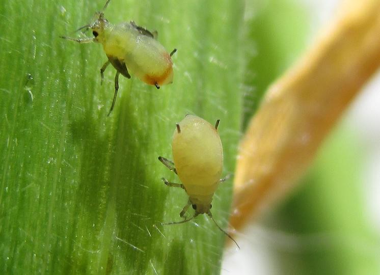 Bird cherry aphid