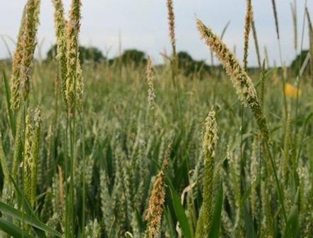 444x519_black-grass_heads.jpg