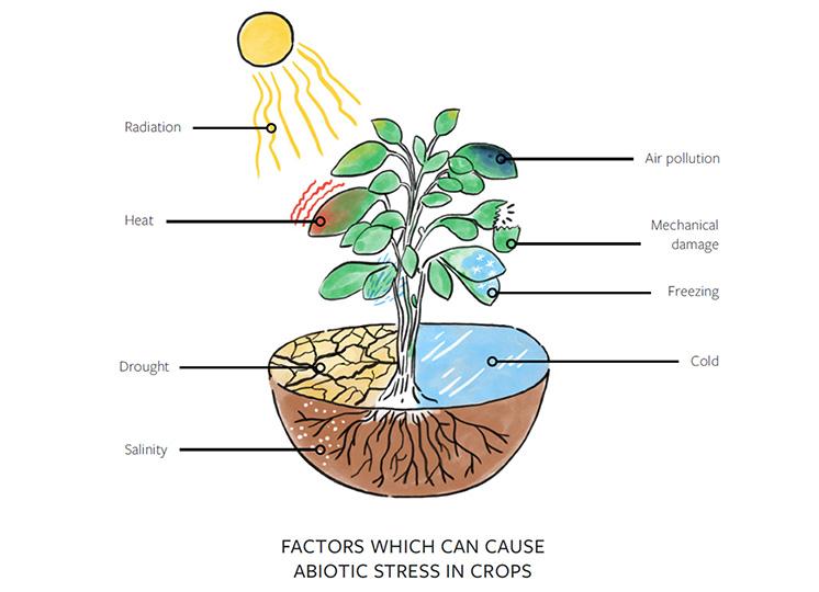 Abiotic stresses on potatoes