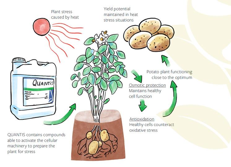 How Quantis works