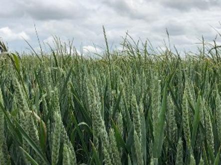 Ryegrass in wheat