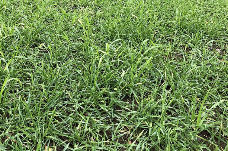 1024 x 576 Large overwintered wild oats in this seasons crops.jpg