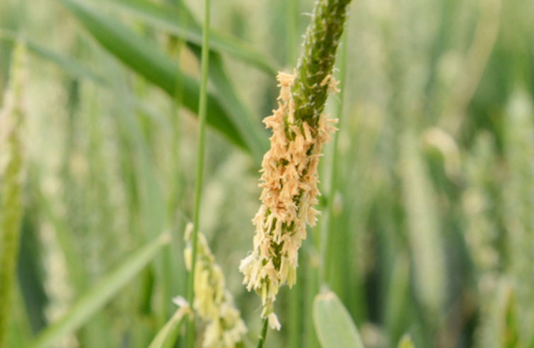 black_grass