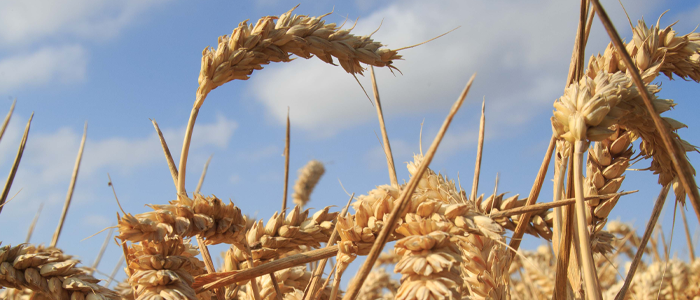 wheat_in_field