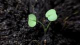 CranesbillCotyledons are broader then long, asymmetrical, or long, hairy stalks.