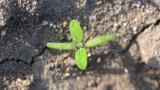 Fat henLonger than wide cotyledons, purplish on underside. First true leaves are mealy.