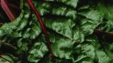 Giving farmers greater choiceToday’s farmers need more sustainable ways of growing their crops that respond to consumers’ demands about the food we eat.Syngenta Biologicals bring science-based innovation to give more choices and flexibility to farmers.