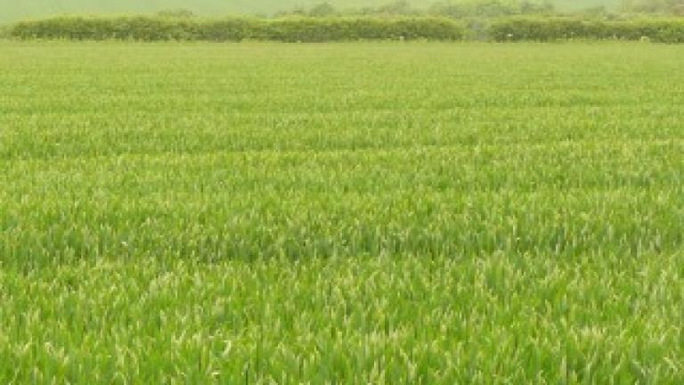 Barley trial showing different crop heights