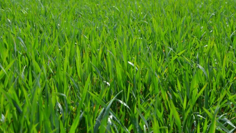 REFLECTION Winter Wheat at T1 timing