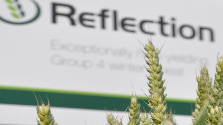 REFLECTION Winter Wheat Crop taken at Cereals Event 2015