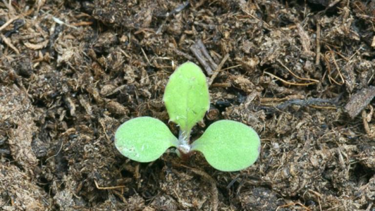 SowthistleOval, medium-sized cotyledons that are close to the ground.