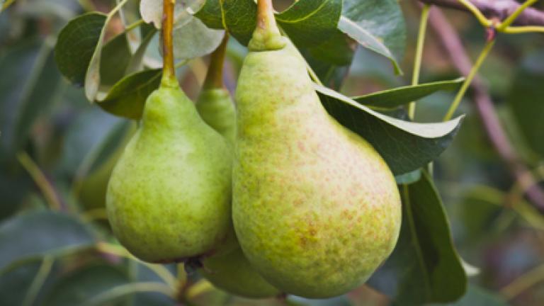Pears