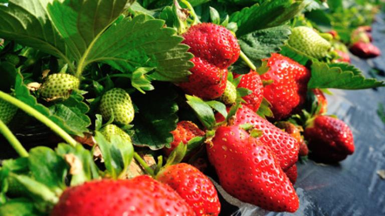Strawberries