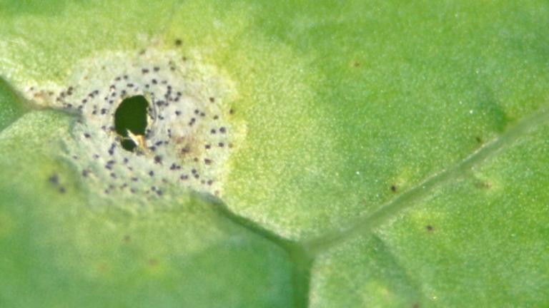 Phoma lesion on leaf
