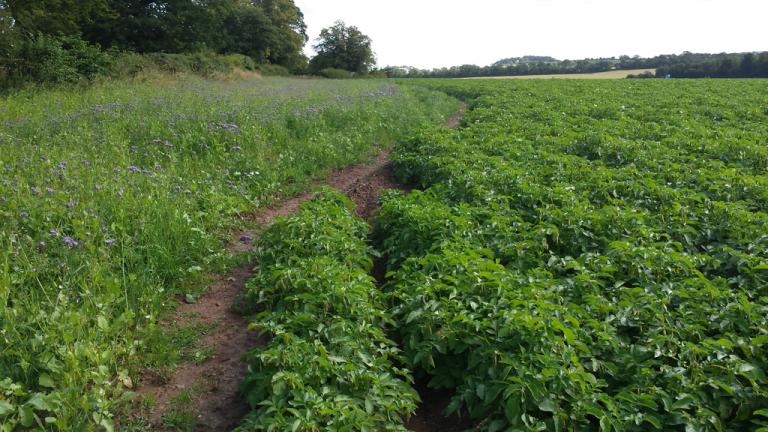 Operation Pollinator Greren Headland mix