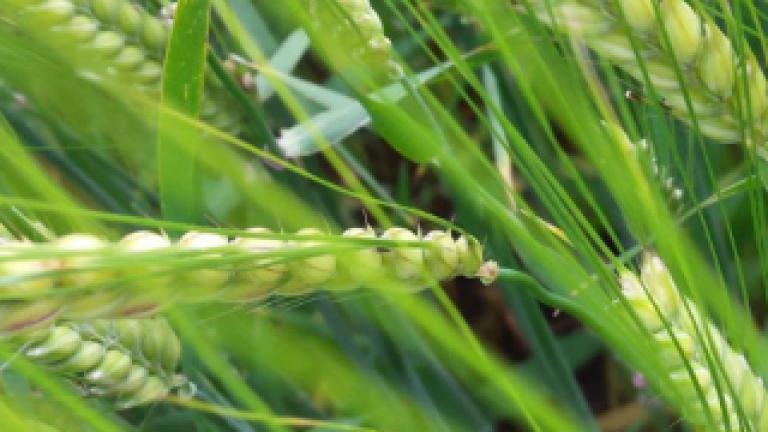 Laureate spring barley