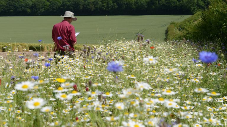 Operation Pollinator annual wildflower mix monitoring