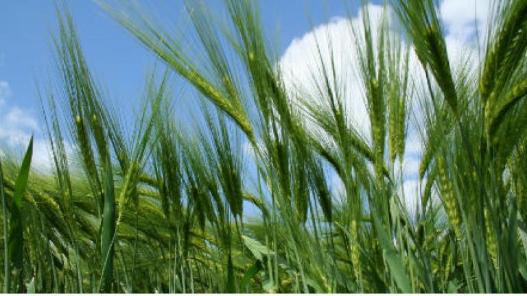 Barley