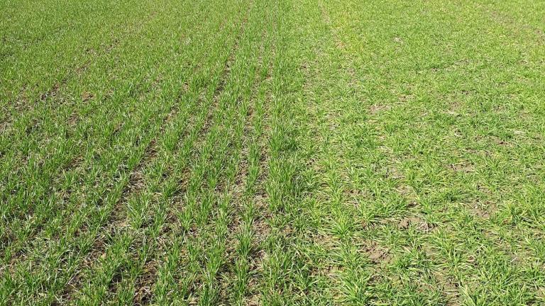 Photo of winter wheat and bazooka hybrid barley at Syngenta's Oxford Innovation Centre