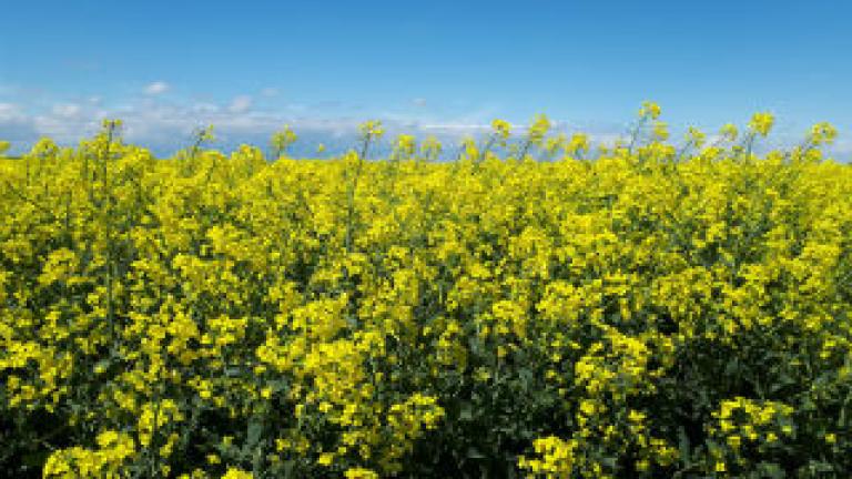 OSR in flower