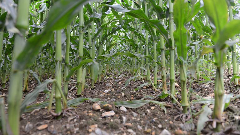 Weed free maize