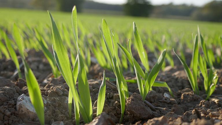 Spring barley early emergence 