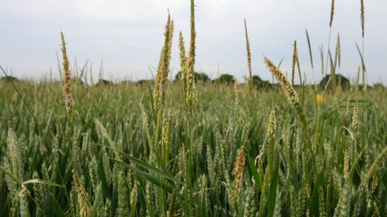 Black-grass