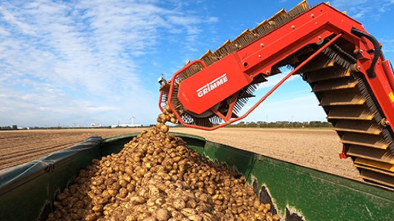 Quantis trial harvesting