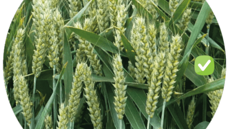 Untreated and treated wheat crop with black-grass weeds. Syngenta Innovation Centre field crop trials research.