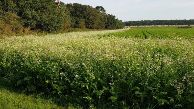 Elvden Green Headland alongside carrots