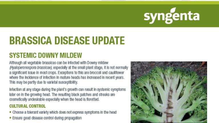 brassica_disease_tu_2022_screenshot