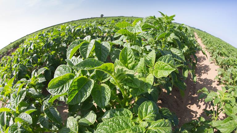 Potato crop under sun