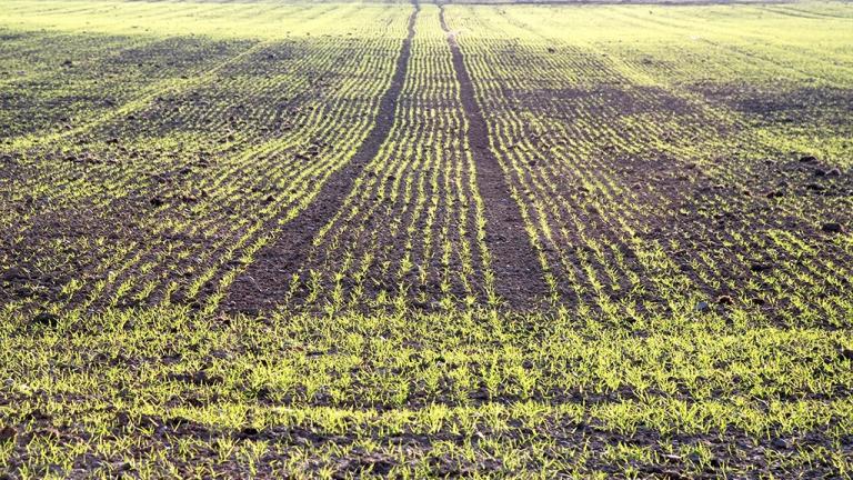 young-spring-barley-crop