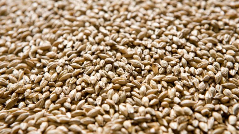 untreated_barley