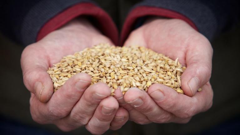Barley_In_Hands