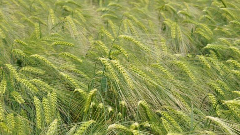 hybrid_barley
